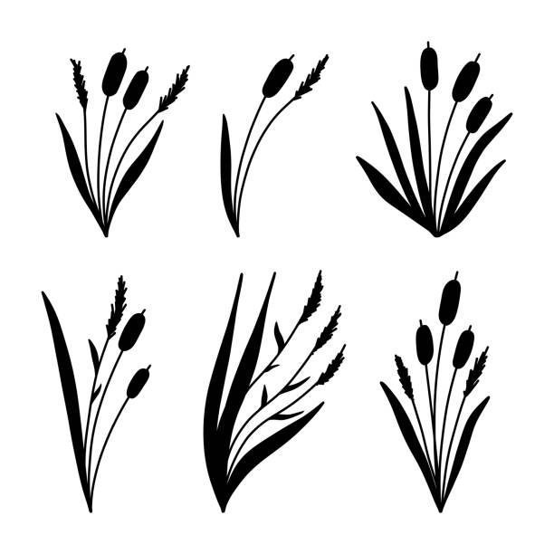 Reed Grass Silhouette. Black hand drawn Reeds Sketch. Reed Grass Silhouette. Black hand drawn Reeds Sketch. Vector set of isolated elements. cattail stock illustrations