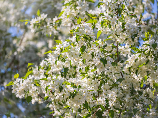 istock White blossoming apple trees. White apple tree flowers 1370532586