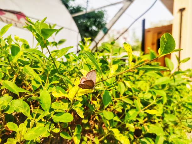 istock Butterfly in the Garden 1370532671