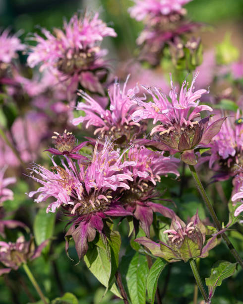 istock Bergamot flower, Monarda didyma 1370532737