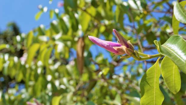 istock Cryptostegia madagascariensis also known as Madagascar rubber vine 1370534174
