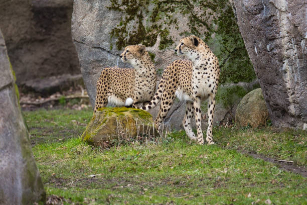 istock Two cheetahs in front of a rock face 1370534842