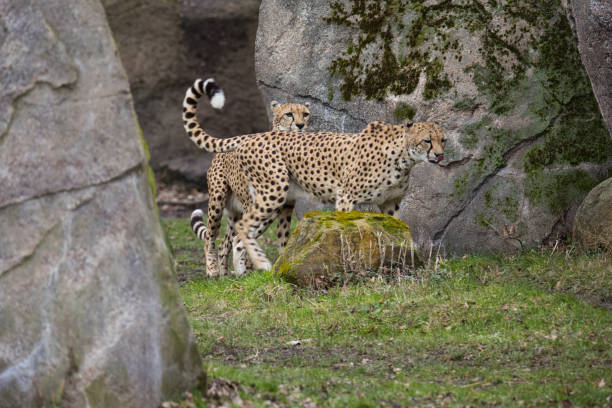 istock Two cheetahs in front of a rock face 1370534867