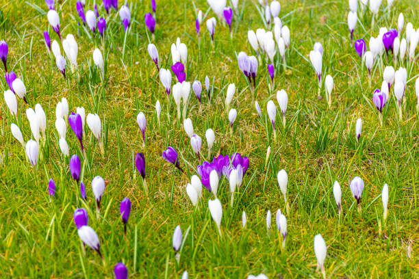 A lawn full of colorful crocus in Hamburg - Germany