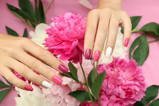 Multicolored pink and burgundy manicure on a background of peonies.