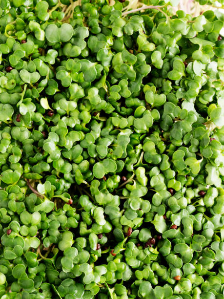 istock Broccoli sprout, Microgreen sprouts, Fresh Sprouts, Healthy broccoli sprouts, 1370538572