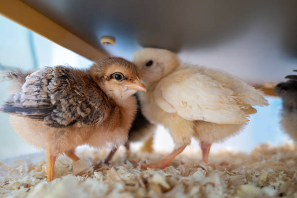 istock Two chicks staying warm under the heater 1370538586