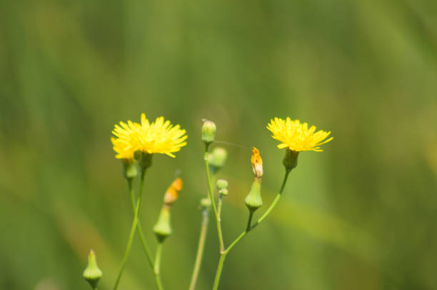 Common nipplewort in bloom close-up view with selective focus on foreground