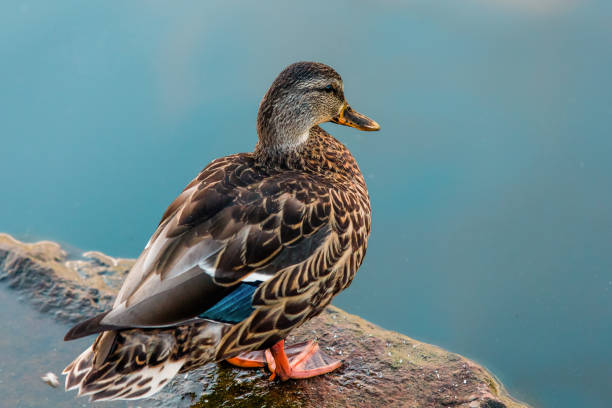 Close Up Of a Duck On A Rock Overlooking a Pond in Kiowa, Colorado, United States