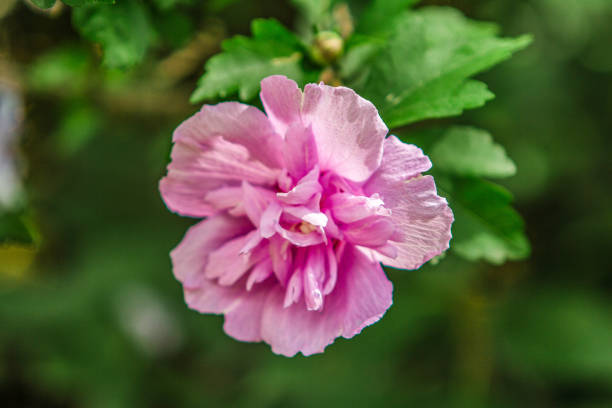 Pink Rose of Sharon Surrounded by Blurry Greenery in Kiowa, Colorado, United States
