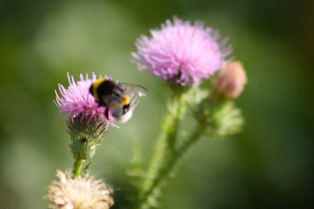 istock Spiny plumeless thistle with a bumble bee closeup view with blurred background 1370538768