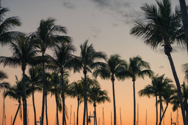 palms tropical views sunset beach miami