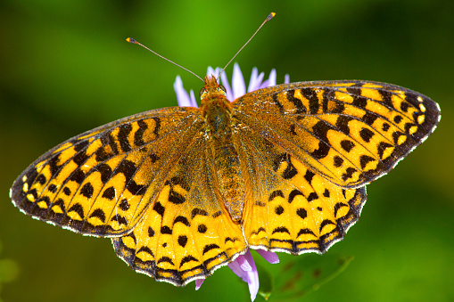 Closeup of a great spangled fritillary butterfly, Speyeria cybele, foraging on a spotted knapweed flower on Mt. Sunapee, in Sunapee State Park, Newbury, New Hampshire.
