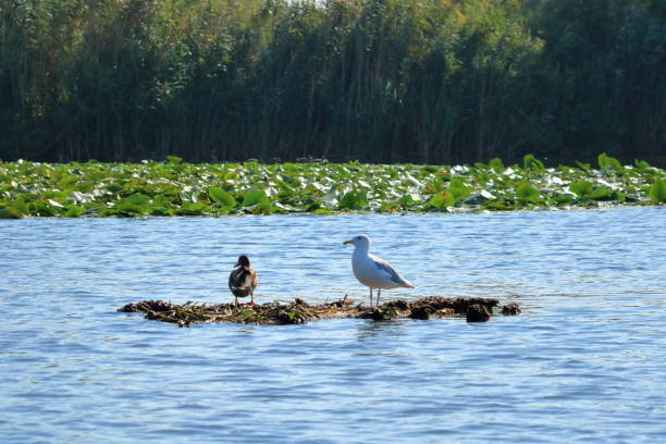 istock Landscape with different birds in the Danube Delta 1370541633