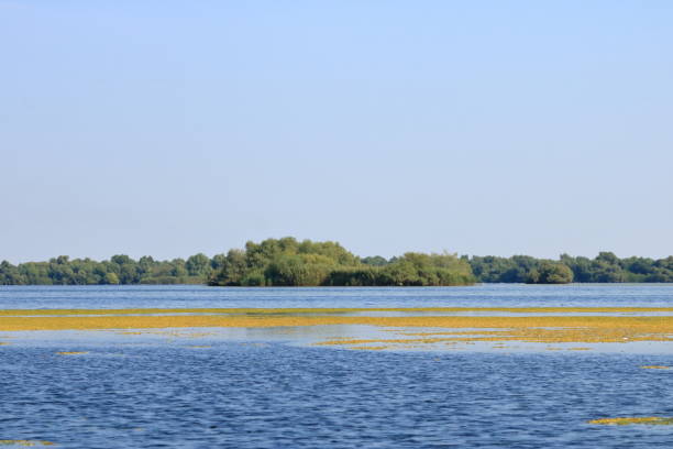 istock Little Yellow Waterlily in Danube Delta 1370541648