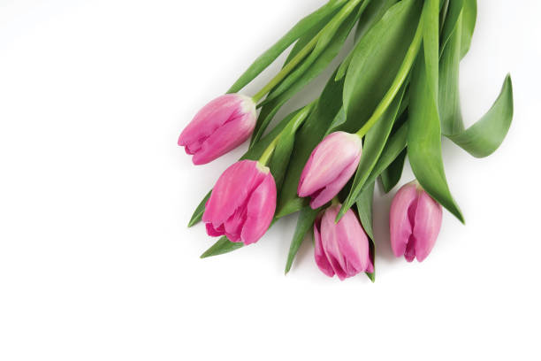 istock Bouquet of pink tulips on a white background,copy space. 1370541673