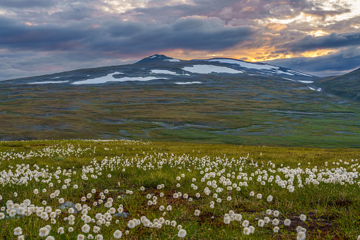 Landscape with cotton grass and mountains in background in nice light at evening time with storm comming in, along the kings trail, Swedish Lapland, Sweden