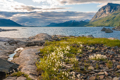 Landscape with cotton grass and mountains and lake in Stora sjöfallet national park, Swedish Lapland, Sweden