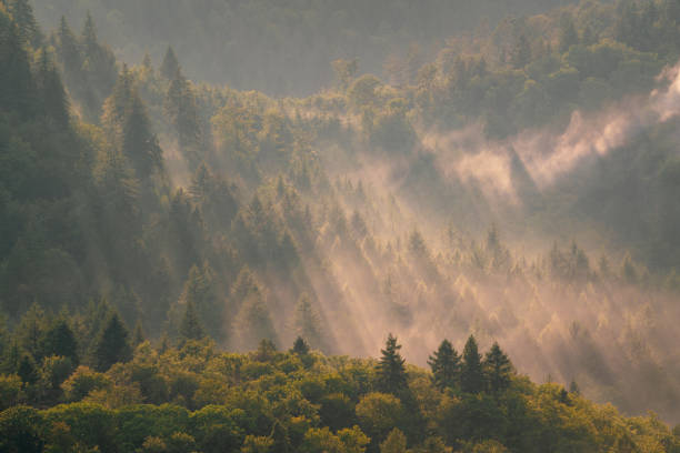 Nationalpark Schwarzwald, Black Forest National Park in Baden-Württemberg