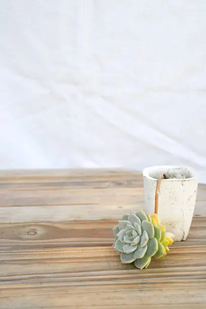 Succulent in stone pot on wooden table on white background