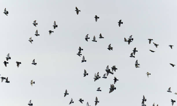istock Flock of pigeons flying 1370543026