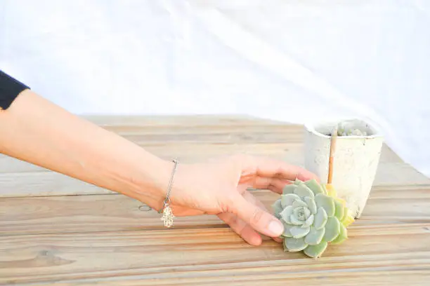 girl taking Succulent in stone pot on wooden table in white background
