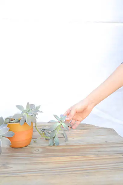 girl taking Succulent in ceramic pot on wooden table in white background