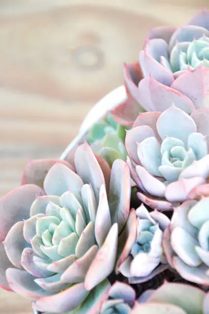 succulents in white pot with wooden background