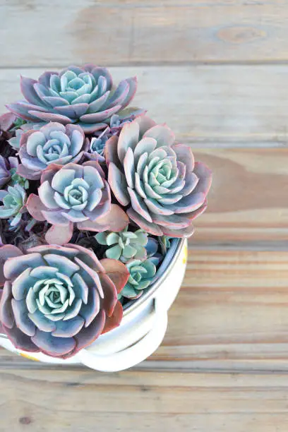 succulents in white pot with wooden background
