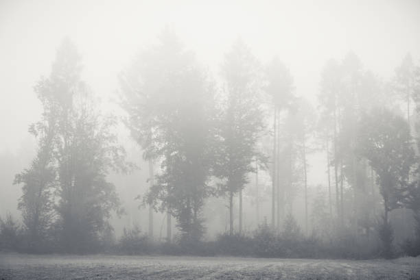 white wood covered with frost frosty landscape
