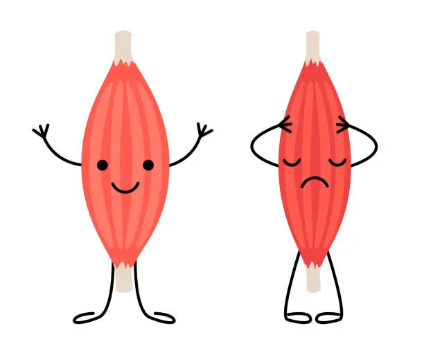 Vector illustration of Healthy happy muscle and weak sad pain muscle character. Strong and frail tension fiber part body human. Skeletal muscle, inside tissue. Vector illustration