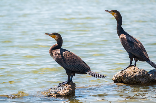 Two Great cormorants, Phalacrocorax carbo, standing on a stone on the sea shore. The great cormorant, Phalacrocorax carbo, known as the great black cormorant, or the black shag.