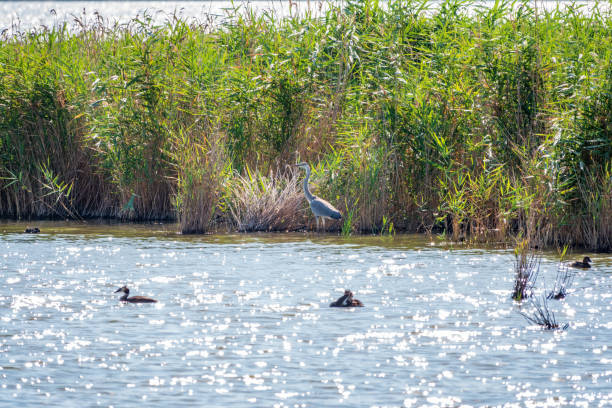 istock The grey heron stands in the lake 1370544768