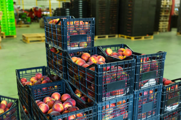 istock Stacks of plastic boxes with peaches in storage warehouse 1370545679