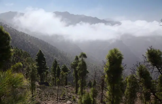 Photo of Gran Canaria, landscape of the mountainous part of the island in the Nature Park Tamadaba, 
hiking route to Faneque