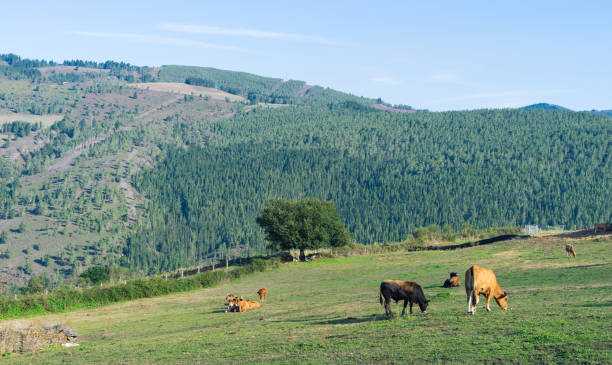 Cows grazing in the meadow with pine forest in the background. Landscape of mountains and trees.