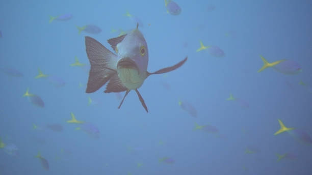 Cyanotype of Cymbidium orchids spray.