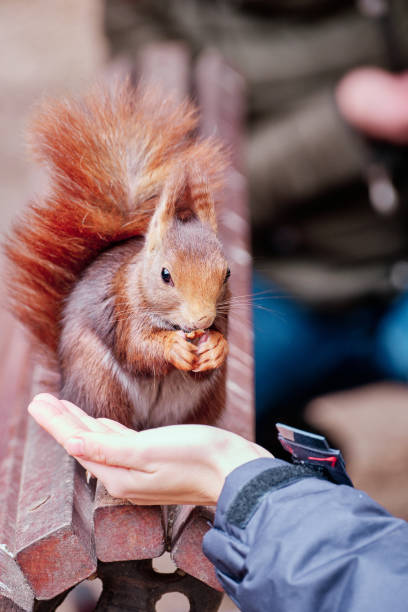 istock People feeding a squirrel in an urban park 1370549631