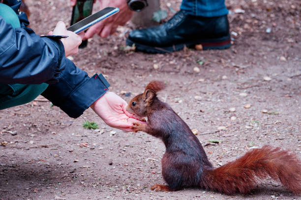 istock People feeding a squirrel in an urban park 1370550159