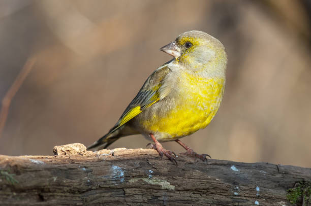 istock Greenfinch perched on a branch in the forest. (Chloris chloris). 1370550243