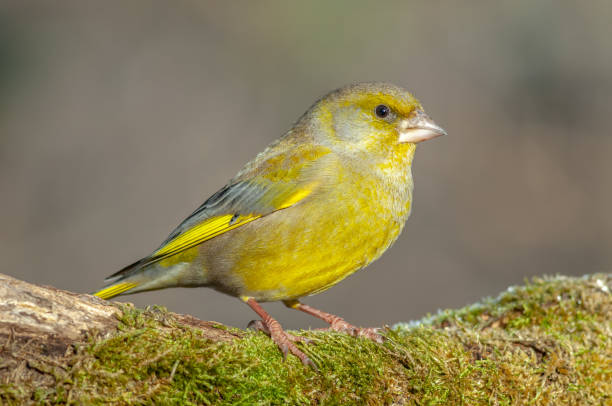 istock Greenfinch perched on a branch in the forest. (Chloris chloris). 1370550244