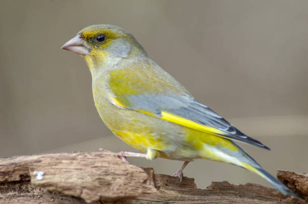 istock Greenfinch perched on a branch in the forest. (Chloris chloris). 1370550249