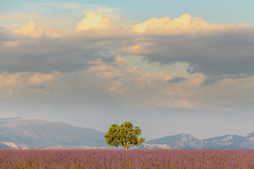 Lone tree in a lavender field on the plateau of Valensole in Provence. France.