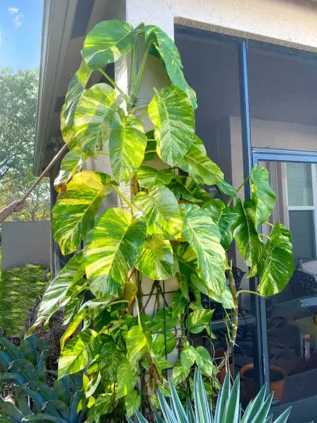 Tall Golden Pothos plant growing outdoors. also known as Devil's Ivy, Devil's Vine, Hunter's Robe and Money Plant.