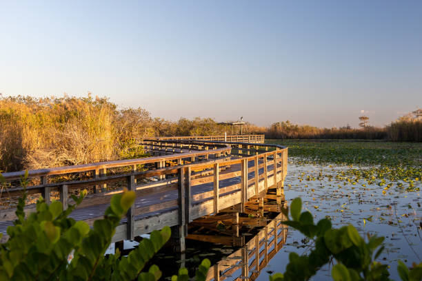 paseo marítimo de anhinga trail a través del parque nacional everglades, florida, ee. uu. - anhinga fotografías e imágenes de stock