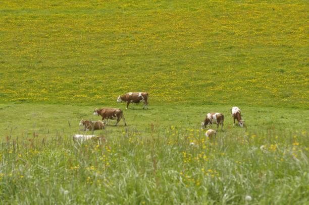 istock Grazing cows on alpine pasture 1370552619