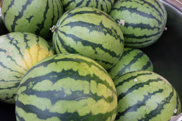 istock watermelon, fruit with a hard and green rind 1370552676