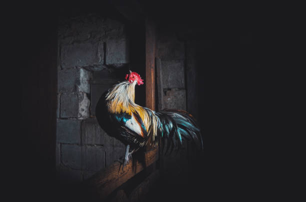 istock beautiful rooster with a long tail looks up 1370553560