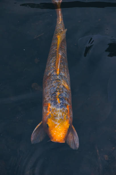 Clear water vibrand Koi closeup