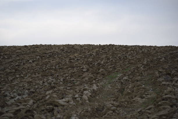 humus on a field in agriculture, usable land and arable farming